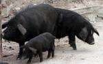 Beijing Black - pig breeds | goris jishebi | ღორის ჯიშები